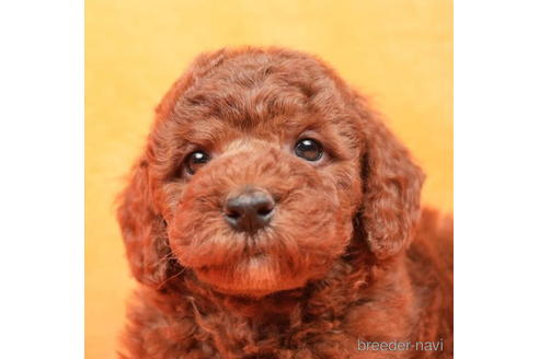 成約済の東京都のトイプードル-208869の7枚目